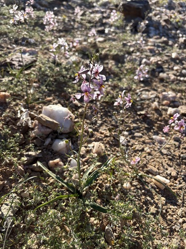Cyanella ramosissima (Cyanella ramosissima)