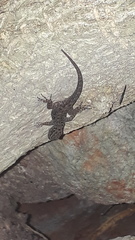 Cnemaspis wynadensis