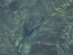 Oncorhynchus masou formosanus