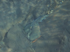 Oncorhynchus masou formosanus