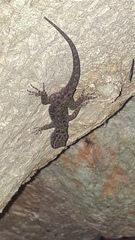 Cnemaspis wynadensis