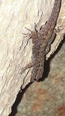 Cnemaspis wynadensis