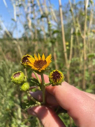 Helianthus silphioides, photograph 3