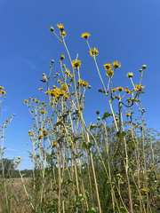 Helianthus silphioides, photograph author not stated, no rights reserved
