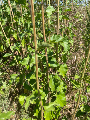 Helianthus silphioides, photograph 4