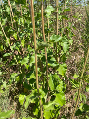Helianthus silphioides, photograph author not stated, no rights reserved
