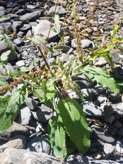 Rumex dentatus