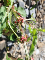 Rumex dentatus