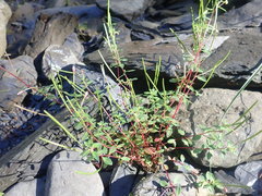 Epilobium hohuanense