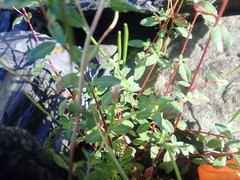 Epilobium hohuanense