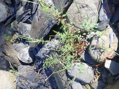 Epilobium hohuanense