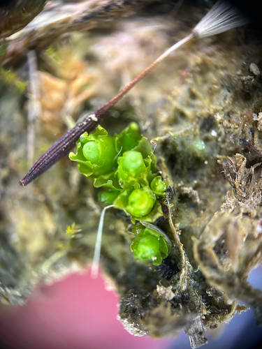Haplomitrium hookeri var. hookeri
