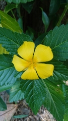 Turnera ulmifolia