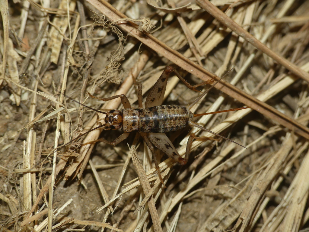 Petaloptila pallescens