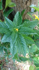 Turnera ulmifolia