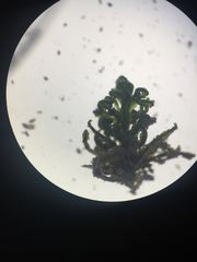 Atrichum altecristatum