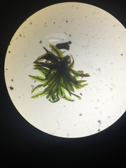 Atrichum altecristatum