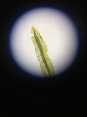 Atrichum altecristatum