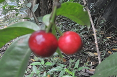 Syzygium tripinnatum