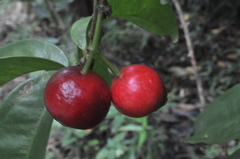 Syzygium tripinnatum