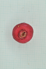 Syzygium tripinnatum