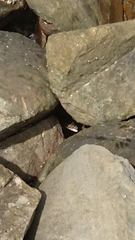 Varanus salvator macromaculatus