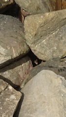 Varanus salvator macromaculatus