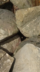 Varanus salvator macromaculatus