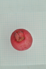 Syzygium tripinnatum