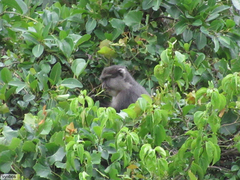Cercopithecus mitis labiatus