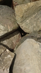 Varanus salvator macromaculatus