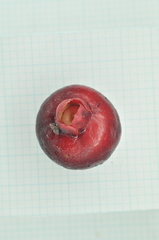 Syzygium tripinnatum