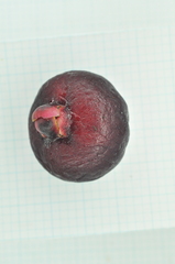 Syzygium tripinnatum