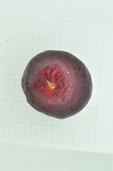 Syzygium tripinnatum