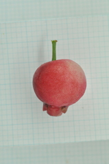 Syzygium tripinnatum