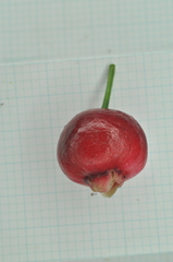 Syzygium tripinnatum