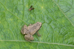 Microhyla mymensinghensis