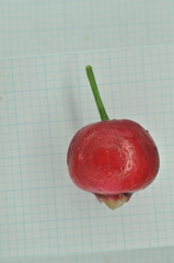 Syzygium tripinnatum