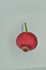 Syzygium tripinnatum