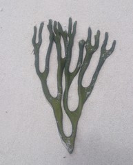 Codiaceae