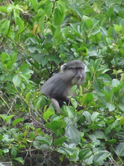 Cercopithecus mitis labiatus
