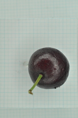 Syzygium tripinnatum