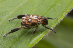 Hoplia