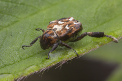 Hoplia