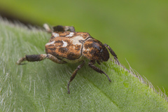 Hoplia