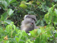 Cercopithecus mitis labiatus