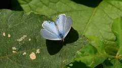 Catochrysops panormus exiguus