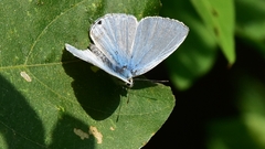 Catochrysops panormus exiguus