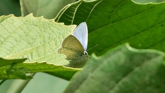 Catochrysops panormus exiguus