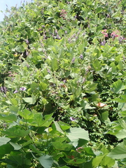 Catochrysops panormus exiguus